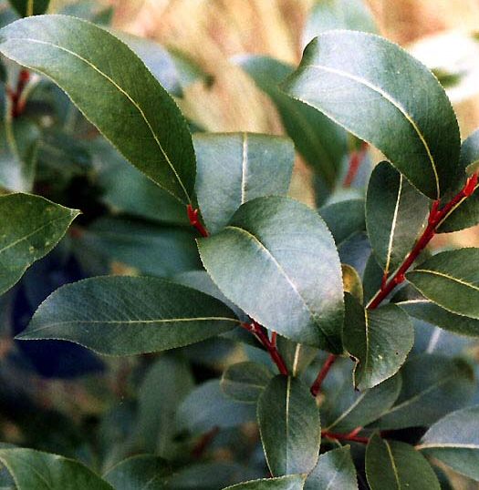 Bay Willow (salix pentandra) Height 20-40cm Pack of 100 trees**PRICE INCLUDES FREE MAINLAND UK DELIVERY**